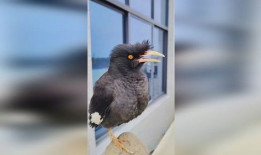 八哥说话视频,视频揭秘其妙语连珠的瞬间